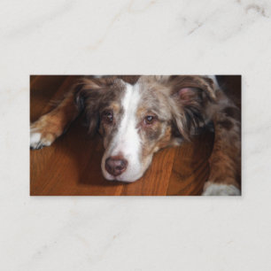 Cartão De Visita pastor australiano, com serradura vermelha,