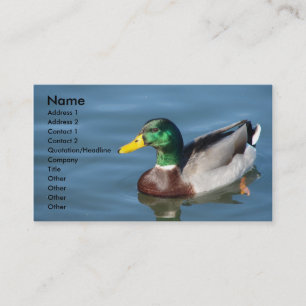Cartão De Visita Pato De Mallard Em Água Azul