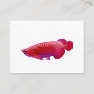 Cartão De Visita Peixe Dragão Vermelho Majestoso Super Arowana Stic