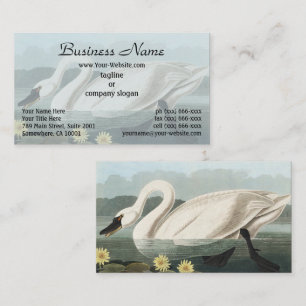 Cartão De Visita Pintura de Galinha-d'Água do Cisne-Branco Audubon