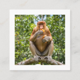 Cartão De Visita Quadrado Adesivo de Macaco Probóscide Única Vida Selvagem d