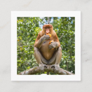 Cartão De Visita Quadrado Adesivo de Macaco Probóscide Única Vida Selvagem d