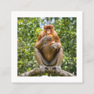 Cartão De Visita Quadrado Adesivo de Macaco Probóscide Única Vida Selvagem d