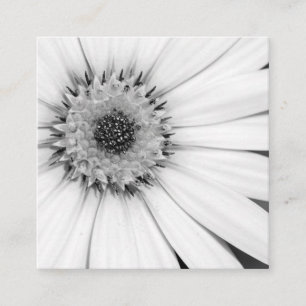 Cartão De Visita Quadrado African Daisy Monochrome Floral Square Business Ca