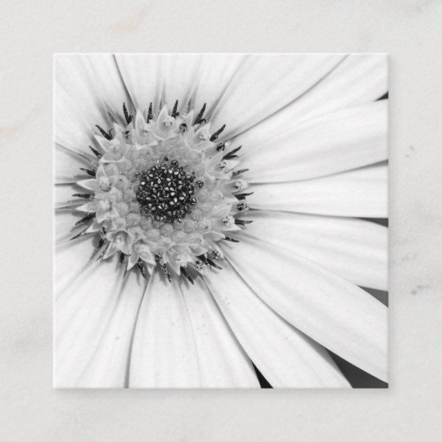 Cartão De Visita Quadrado African Daisy Monochrome Floral Square Business Ca (Frente)