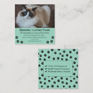 Cartão De Visita Quadrado Criador de Gatos Personalizáveis de Ragdoll