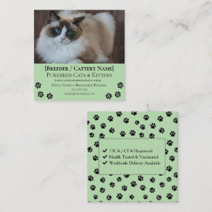 Cartão De Visita Quadrado Criador de Gatos Personalizáveis de Ragdoll