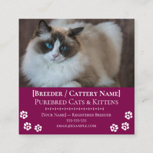 Cartão De Visita Quadrado Criador de Gatos Personalizáveis de Ragdoll