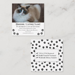 Cartão De Visita Quadrado Criador de Gatos Personalizáveis de Ragdoll