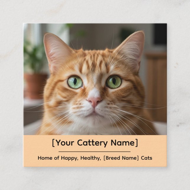 Cartão De Visita Quadrado Customizable Cattery Business Card with Cat Photo  (Frente)