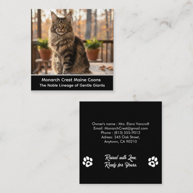 Cartão De Visita Quadrado Customizable  Maine Coon Cat Cattery Business Card (Frente/Verso)
