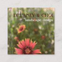 Foto rosa Daisy Landscaper Garden Wildflower