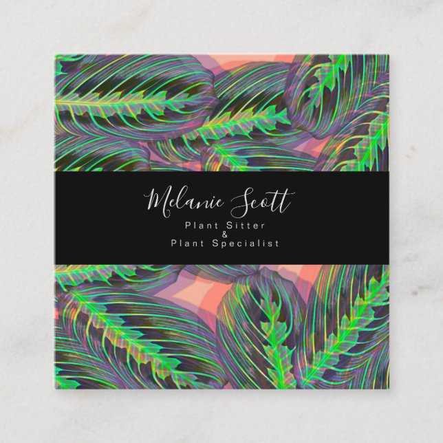 Cartão De Visita Quadrado Ilustração da Planta Maranta Oradora Calathea (Frente)