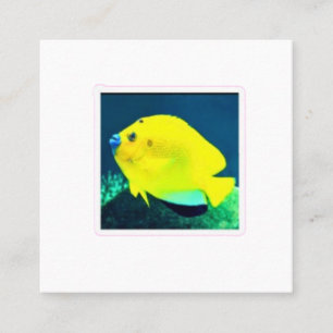 Cartão De Visita Quadrado Peixe-anjo Exótico Threespot Flagfin - Trop Vibran