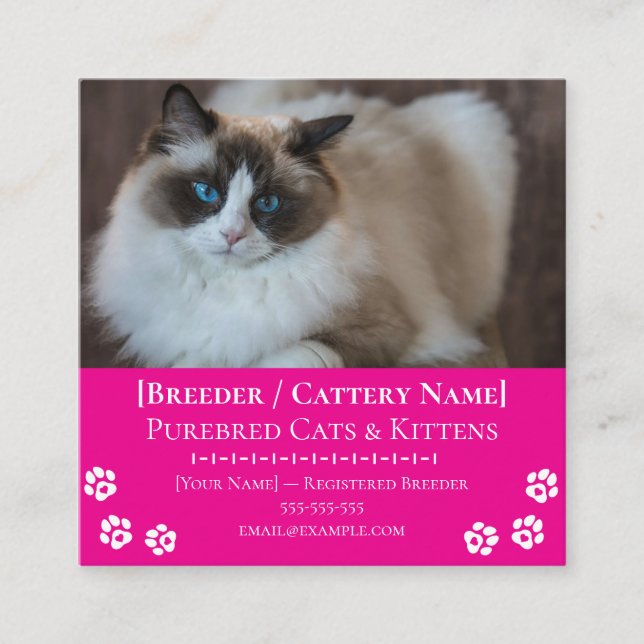 Cartão De Visita Quadrado Ragdoll Cattery Customizable Cat Breeder  (Frente)
