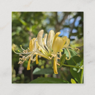 Cartão De Visita Quadrado Yellow Macro Honeysuckle
