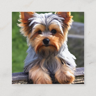 Cartão De Visita Quadrado Yorkshire Terriers, ou "Yorkies" como são afeminad