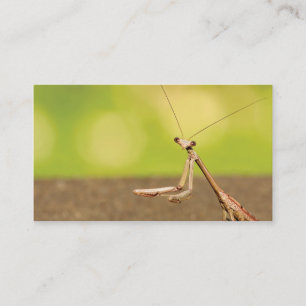 Cartão De Visita Rezando Mantis
