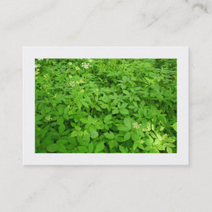 Cartão De Visita Sub-Crescimento, Mini Foto