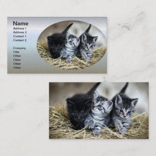 Cartão De Visita Um Trio de Gatinhos Amarrados Juntos