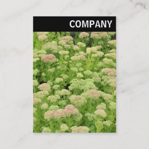 Cartão De Visita V Cabeçalho - Sedum (Alegria de outono)