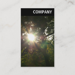 Cartão De Visita V Cabeçalho - Sol nas Árvores