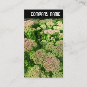 Cartão De Visita V Header - Sedum "Autumn Joy"