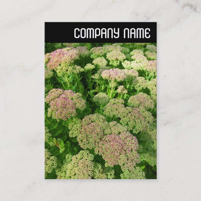 Cartão De Visita V Header - Sedum "Autumn Joy" (Frente)