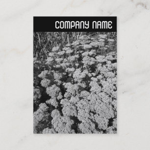 Cartão De Visita V Header - Sedum "Autumn Joy"