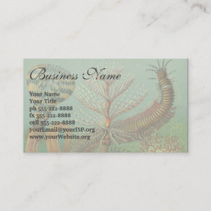 Cartão De Visita Vintage Worms Annelids Chaetopoda por Ernst Haecke