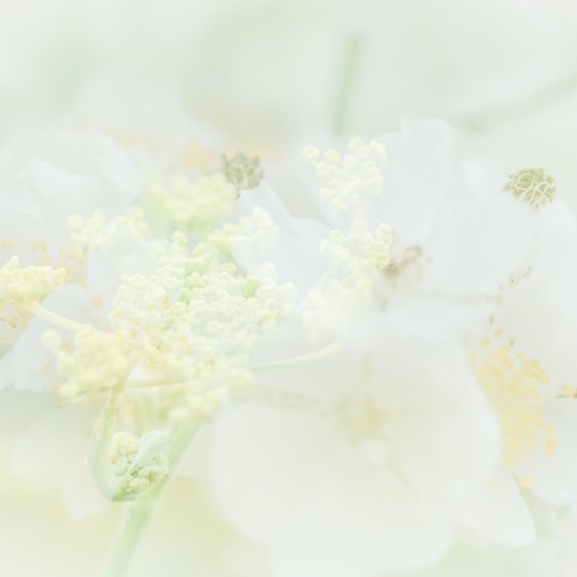 Cartão De Visita Visitekaartje conheceu macro bloeme design (Criador carregado)