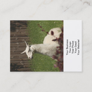 Cartão De Visita White Llama