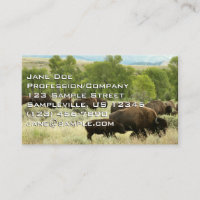 Wyoming Bison Nature