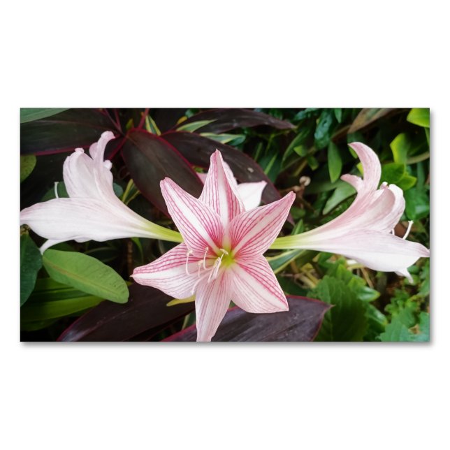 Cartão De Visitas Magnético Planta Flor Amaryllis No Jardim (Frente)