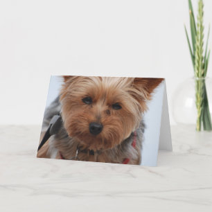 Cartão de Yorkie