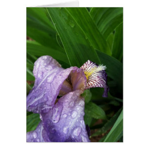 Cartão debaixo da chuva