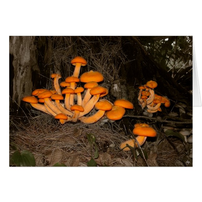 Cartão Deep Woods Trove (Frente Horizontal)