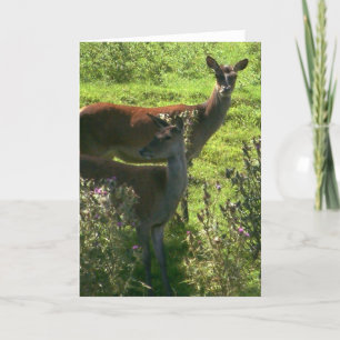 Cartão Deer