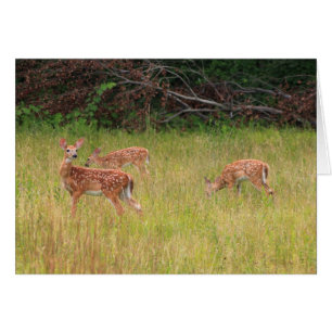 Cartão Deer Fawn Triplets