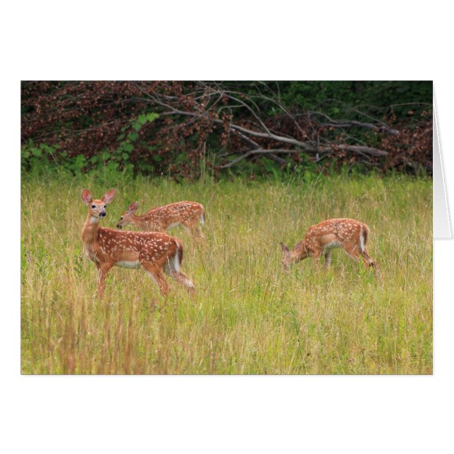 Cartão Deer Fawn Triplets (Frente Horizontal)
