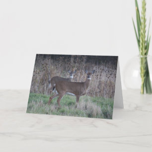 Cartão Deer greeting card