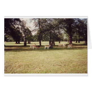 Cartão Deer in Richmond Park