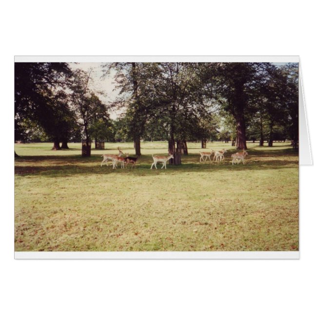 Cartão Deer in Richmond Park (Frente Horizontal)