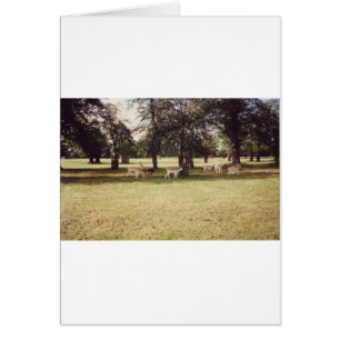 Cartão Deer in Richmond Park