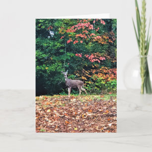 Cartão Deer in the Forest, Oregon