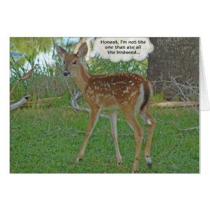 Cartão Deer pensando em sementes de aves