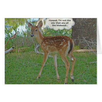 Cartão Deer pensando em sementes de aves