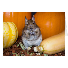 Cartão Degu com Pumpkin & Squash