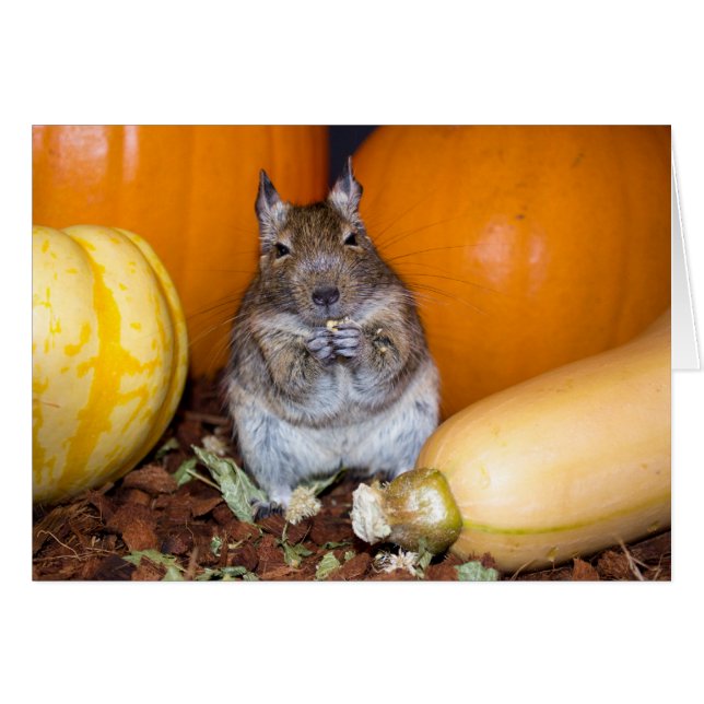 Cartão Degu com Pumpkin & Squash (Frente Horizontal)
