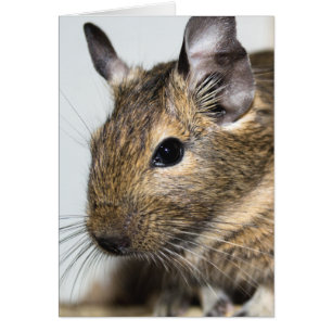 Cartão Degu Portrait